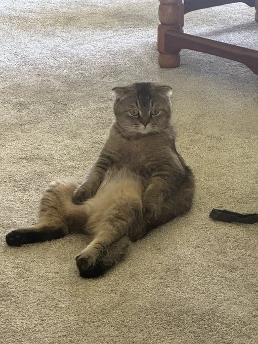 Anyone else have a cat that sits like this? https://t.co/TgxERr0Wx1