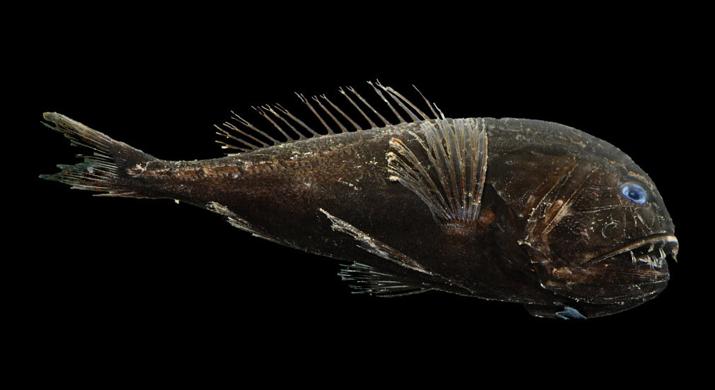 This is Anoplogaster cornuta, aptly given the common name of fangtooth. The photo doesn’t quite do them justice, but this animal has some really impressive teeth, often considered the largest relative to body size. They have sockets in their upper jaw to fit the lower teeth.