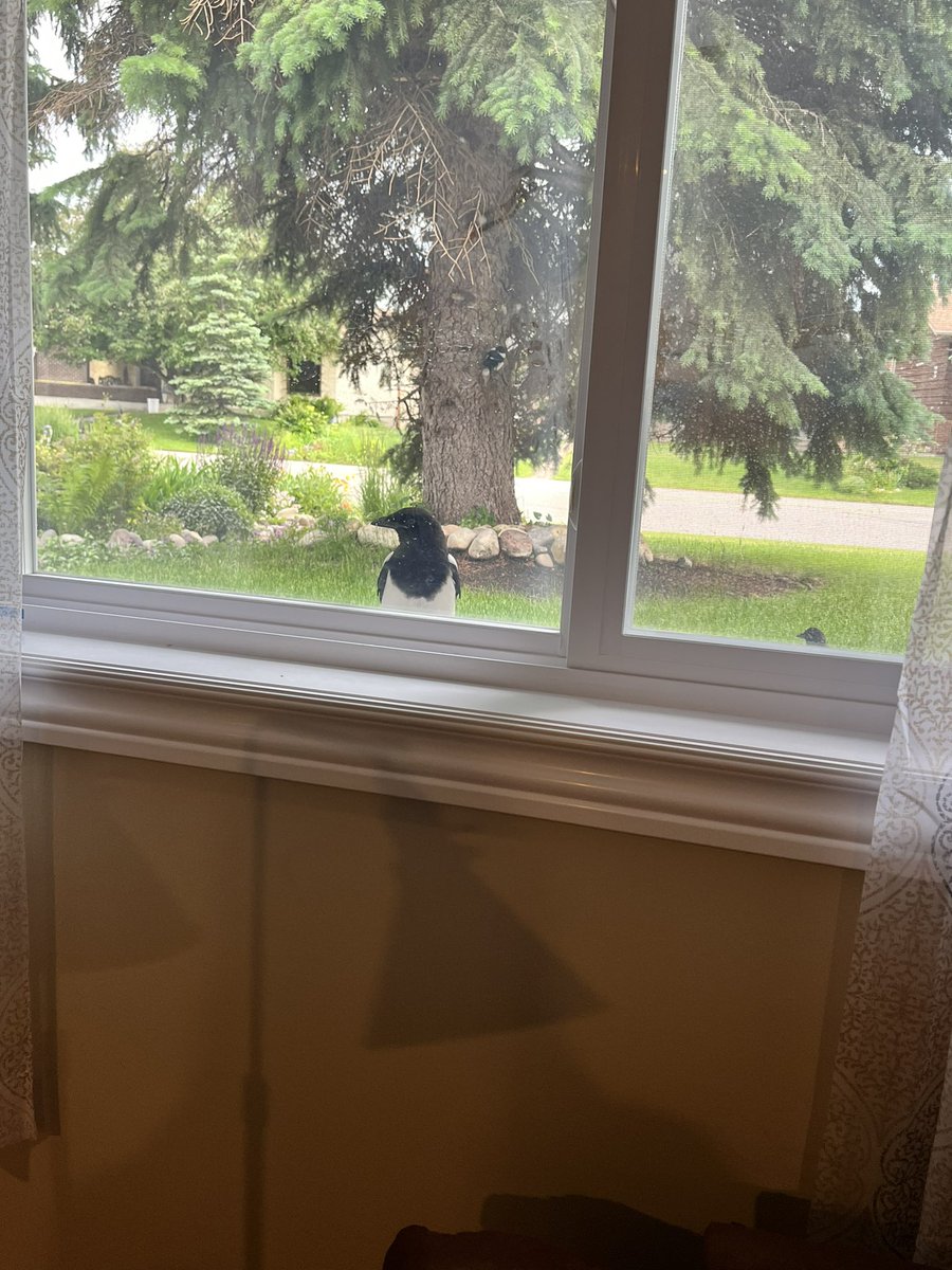 kynespeace's tweet photo. There’s a magpie family living in one of our trees and sometimes they come tap at the window to say hi (and/or torment the cats) https://t.co/ohUrMpDJM9