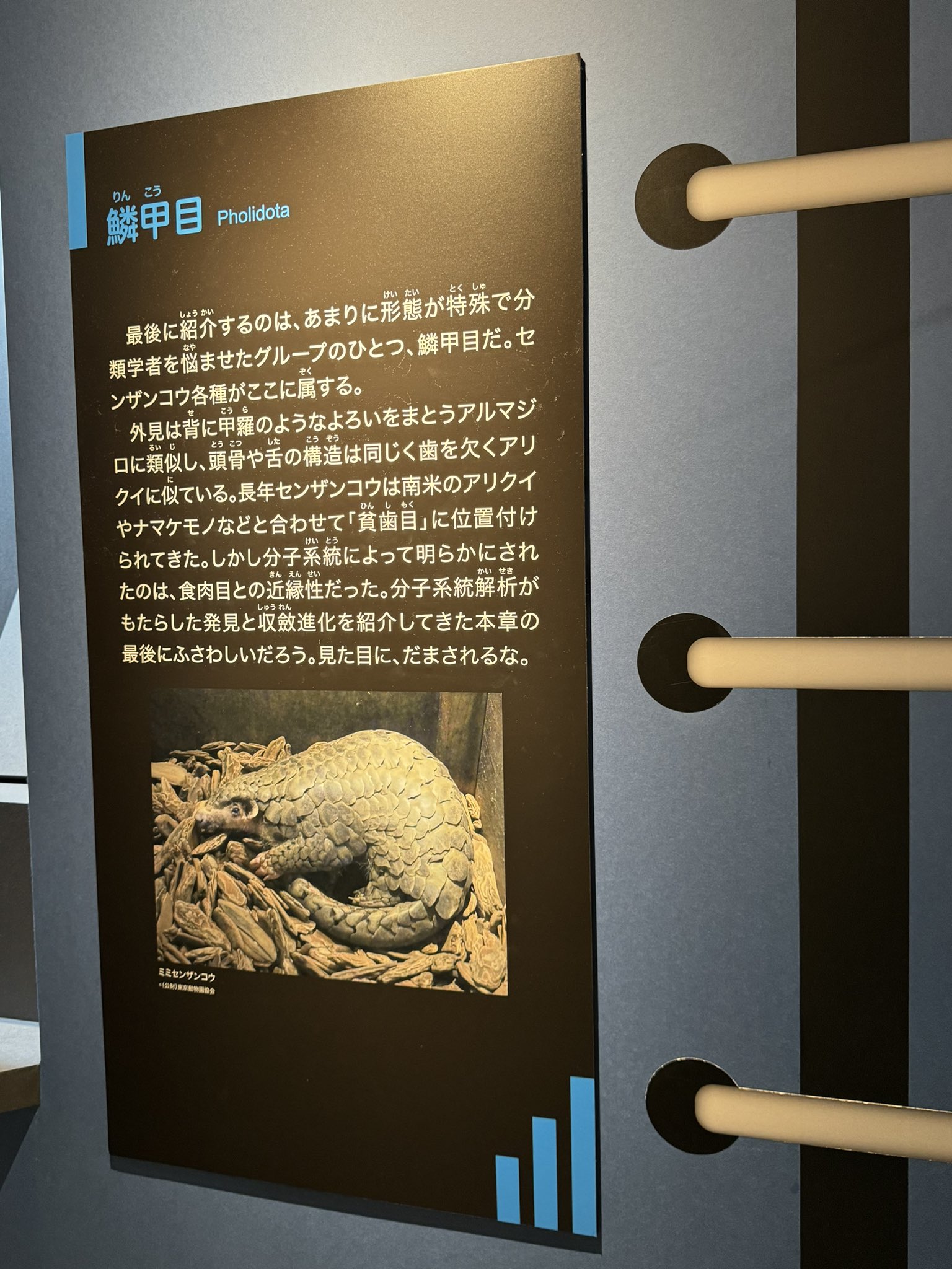 国立科学博物館～大哺乳類展3～】2024年4月のアクティビティ