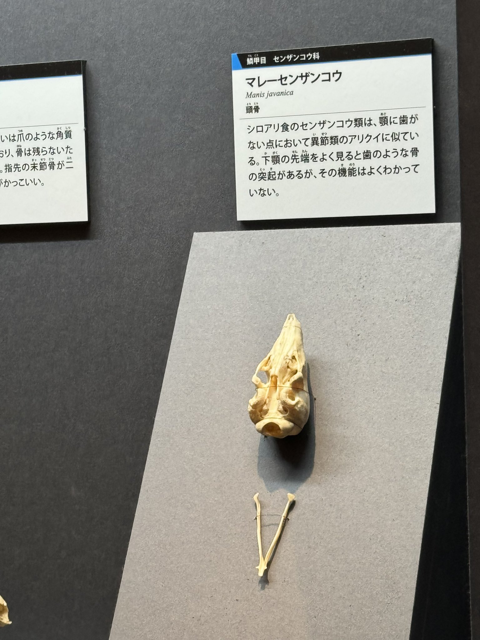 PIKOのかいぬし on X: 