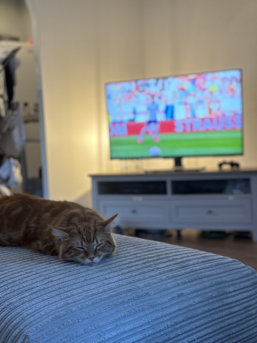 Somebody isn’t as interested in the football as I hoped they’d be 😂 

#EURO2024 #GingerCats