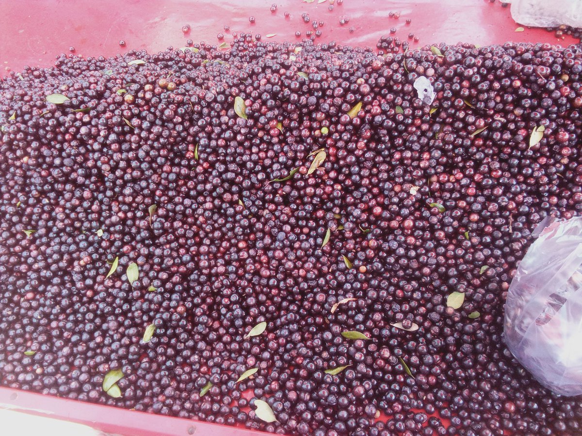 Abdullah (@abdullahpalms1) on Twitter photo Soderoxylon mascatensis (Monotheca buxifolia) a traditional wild fruit plant of Hindukush region Soderoxylon mascatensis (Monotheca buxifolia) a traditional wild fruit plant of Hindukush region