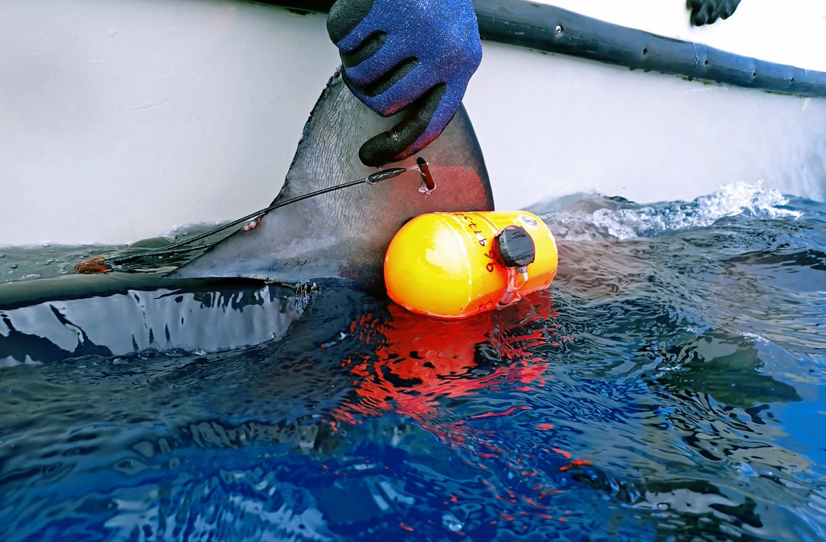 Ivo da Costa (@ivodacosta15) on Twitter photo The first paper from my PhD was just published in <a href="/MethodsEcolEvol/">Methods in Ecology and Evolution</a> , where we introduce a new animal-attached archival tag recording in situ dissolved oxygen, temperature and acceleration.
<a href="/nunoqueiroz29/">Nuno Queiroz</a> <a href="/TheSimsLab/">David Sims</a> <a href="/YWatanabe412/">渡辺佑基 Yuuki Watanabe</a>
<a href="/MoveCIBIO/">MOVE</a>
doi.org/10.1111/2041-2… The first paper from my PhD was just published in <a href="/MethodsEcolEvol/">Methods in Ecology and Evolution</a> , where we introduce a new animal-attached archival tag recording in situ dissolved oxygen, temperature and acceleration.
<a href="/nunoqueiroz29/">Nuno Queiroz</a> <a href="/TheSimsLab/">David Sims</a> <a href="/YWatanabe412/">渡辺佑基 Yuuki Watanabe</a>
<a href="/MoveCIBIO/">MOVE</a>
doi.org/10.1111/2041-2…