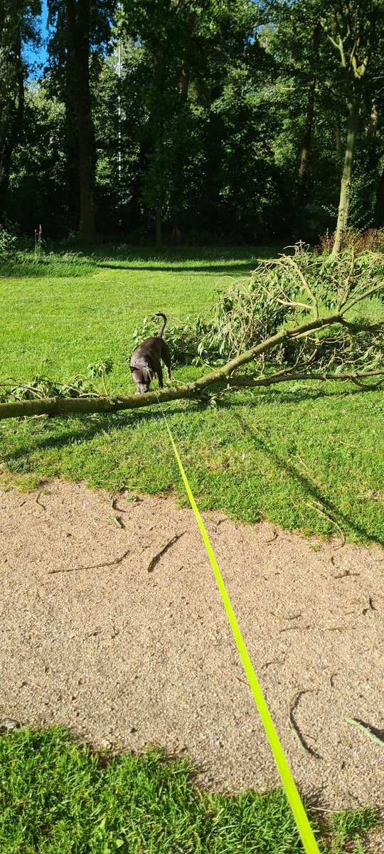 Jantje_'s tweet image. Bijna tak in je nek #zaltbommel