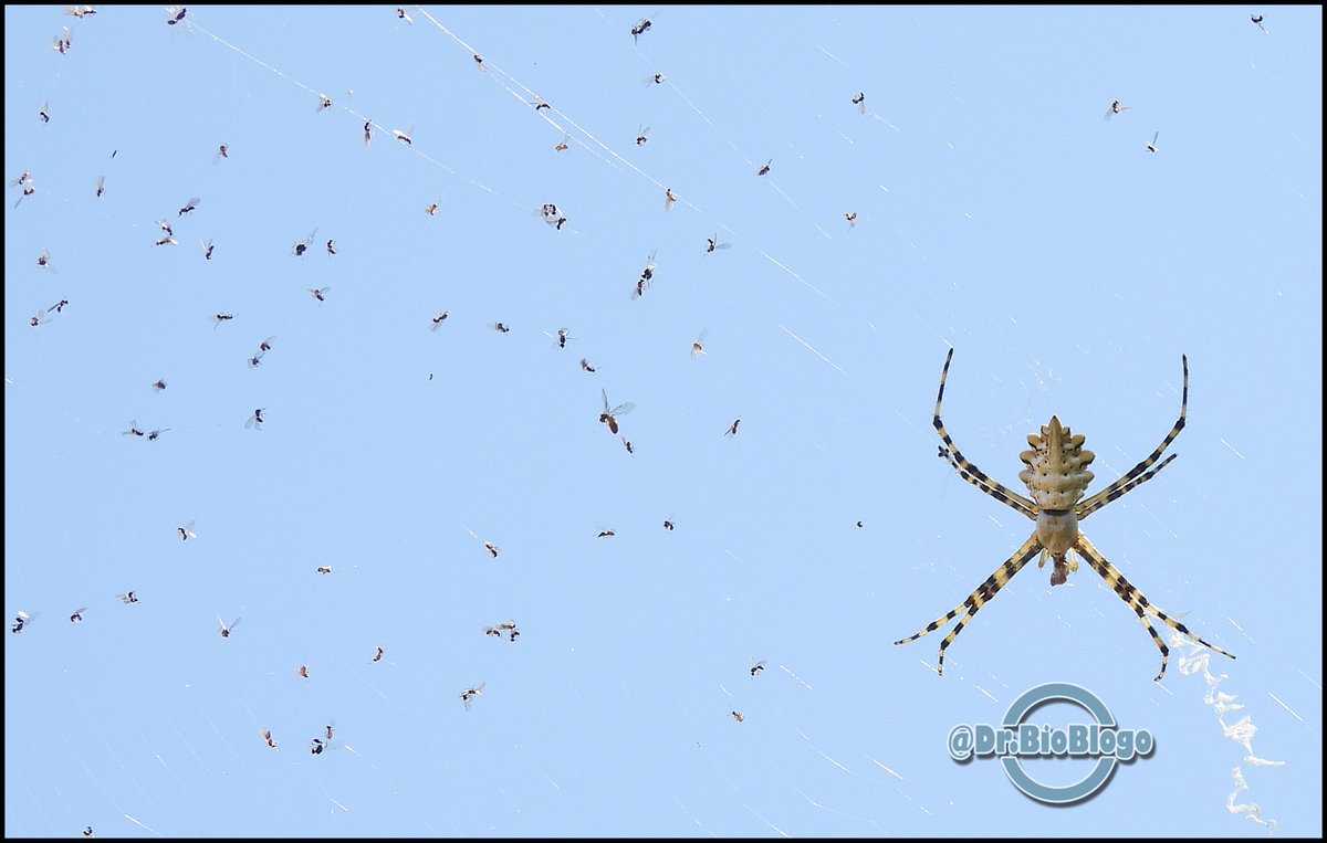 Siempre había encontrado telarañas de / Argiope lobata / construidas en zonas de paso entre arbustos "bajos".

Esta araña apostó por tender la tela en un pino, a unos dos metros de altura.

Diría que acertó con su apuesta 😉🤩
#fauna #iberica #arañas