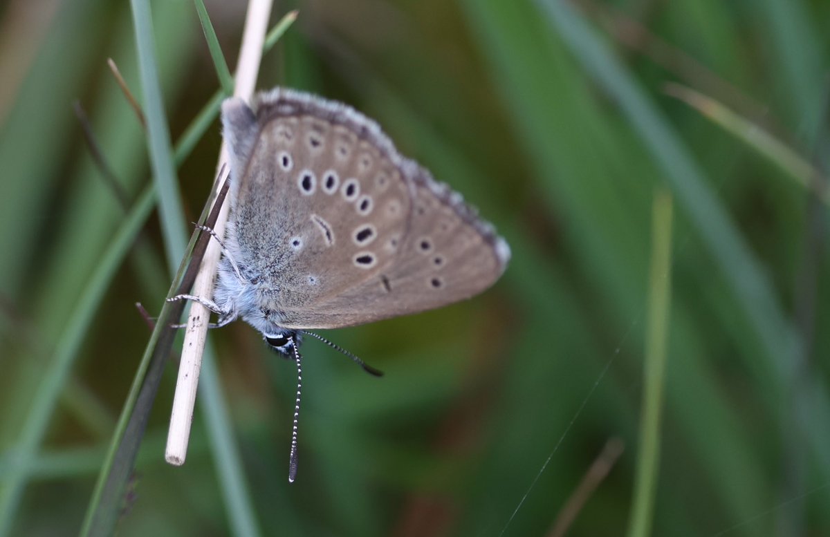Excursie voor <a href="/glk/">GLK&</a> verzorgd in het verbrande bos en de leemputten #gemeenteermelo #natura2000 #landgoedstaverden #rodelijstsoorten