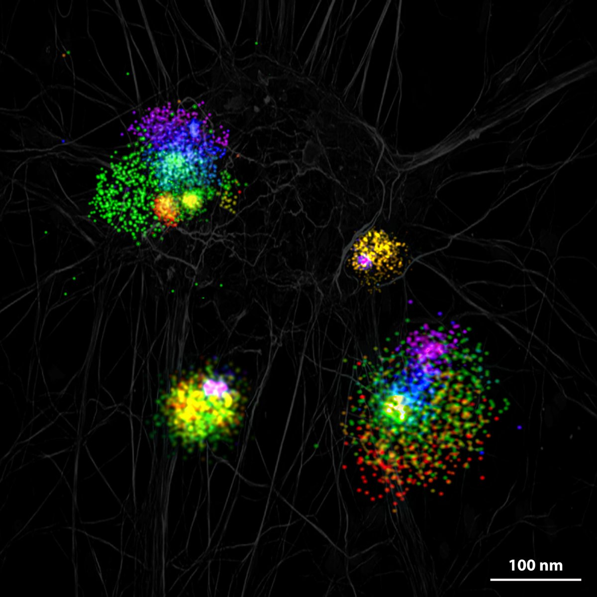 George Tofaris (@georgetofaris) on Twitter photo Well done to <a href="/_Suman_Dutta/">Suman Dutta</a> <a href="/TofarisLab/">Tofaris Lab</a> for winning the <a href="/ARUKThamesV/">ARUK Thames Valley Network</a> competition with his super-resolution images of extracellular vesicles. Keep an eye for forthcoming papers! Well done to <a href="/_Suman_Dutta/">Suman Dutta</a> <a href="/TofarisLab/">Tofaris Lab</a> for winning the <a href="/ARUKThamesV/">ARUK Thames Valley Network</a> competition with his super-resolution images of extracellular vesicles. Keep an eye for forthcoming papers!
