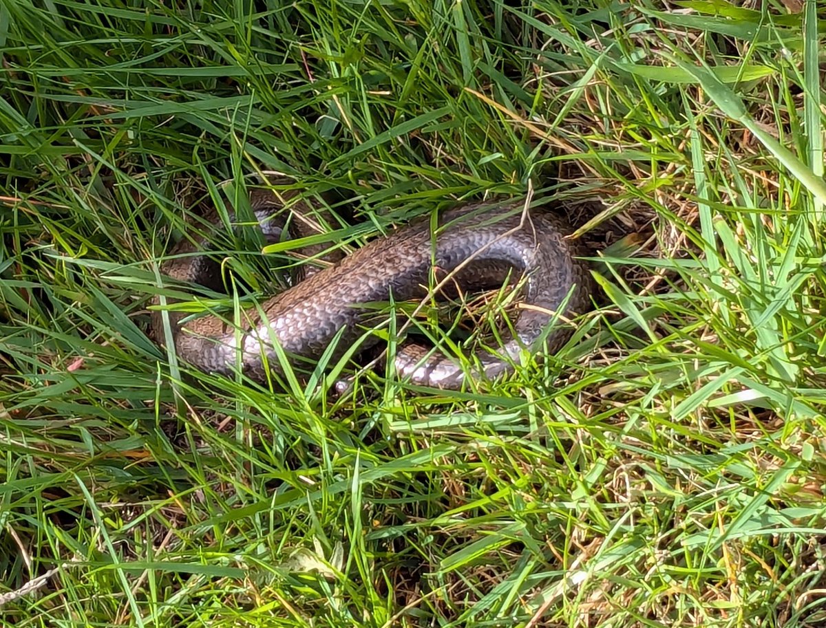 ChrisOrr_ELC's tweet image. Annual pilgrimage @VisitArran