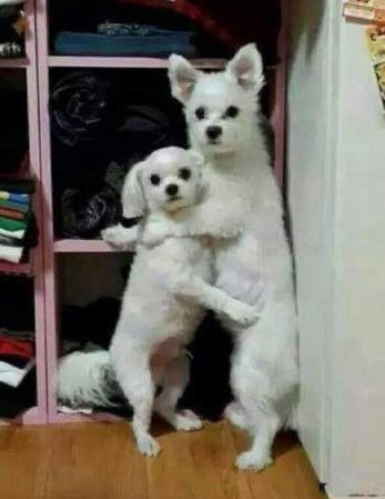 simpforjehoon's tweet photo. jehoon and kyohwan as this meme saga continues https://t.co/1ICMKYoVz7