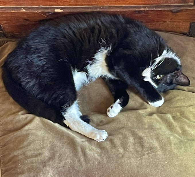 Benny sends his love 🫶 on this #Caturday https://t.co/3ioMoOl6eQ<a href="/tag/caturday"class="tags">#Caturday</a>