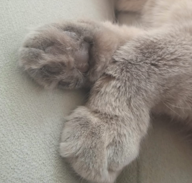 BudVZab's tweet photo. BEANS
#DailyCloudTheCat #DailyCloud #Cat #CatsofTwitter #CatsOfTwitter https://t.co/e27GEjnLAp