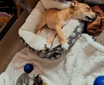 SIMBA HOME SAFE. THANKS FOR RT's 😊🐕🐾

🆘21 JUN 2024 #STOLEN SIMBA #ScanMe 
Tan Staffordshire Bull Terrier Male 4 MONTHS OLD. Buchanan Street Subway-Queen Street entrance #Glasgow #Scotland #G1  
PLEASE SHARE. LOCAL HELP NEEDED 
doglost.co.uk/dog-blog.php?d…