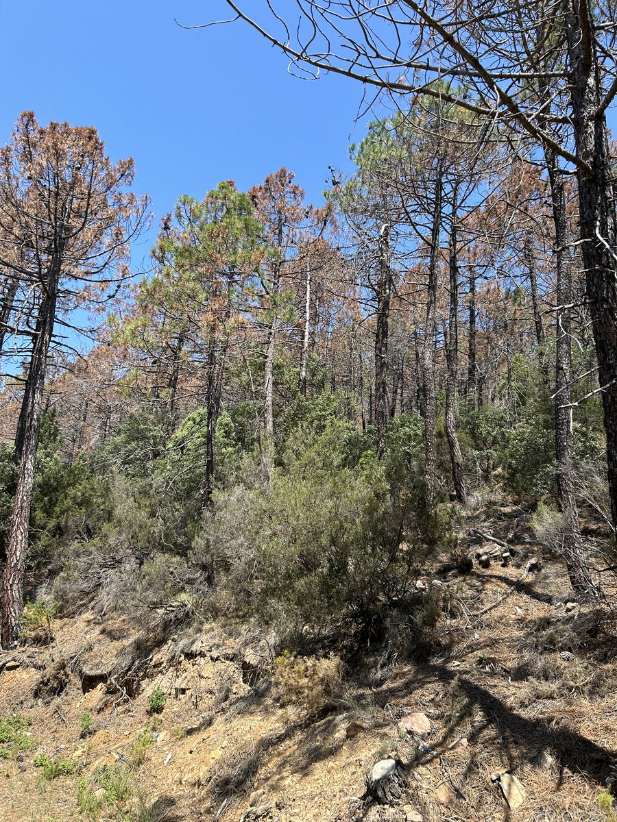 Ahir una 20 d representats d diferents entitats compromeses pel nostre territori  rural visitatem invitats per Artur Aparici d @ruralitat el massís del Penyagolosa per conèixer d 1a ma els efectes d la intensa sequera dels passats 2 anys sobre els extensos boscos d’este singular