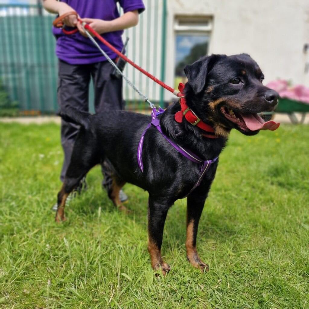 Rosie, 4 year 9 months old, Rottweiler, Female. A big girl who is very friendly and loves going out for walks and exploring. Could possibly be too much for children but could potentially live with other dogs.
strayaid.org.uk/rehome-a-dog/r…