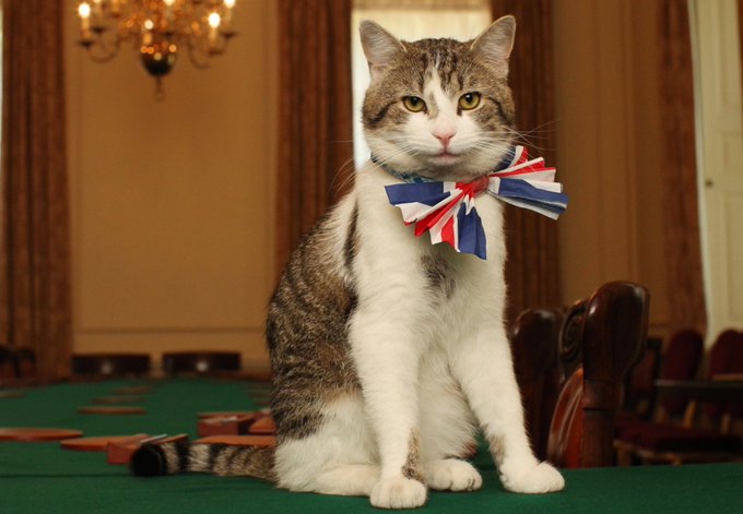 Why didn&rsquo;t you all vote for that little cat?! He already lives at 10 Downing Street and would have done<a href="/tag/larryforpm"class="tags"><span>#larryforpm</span></a>