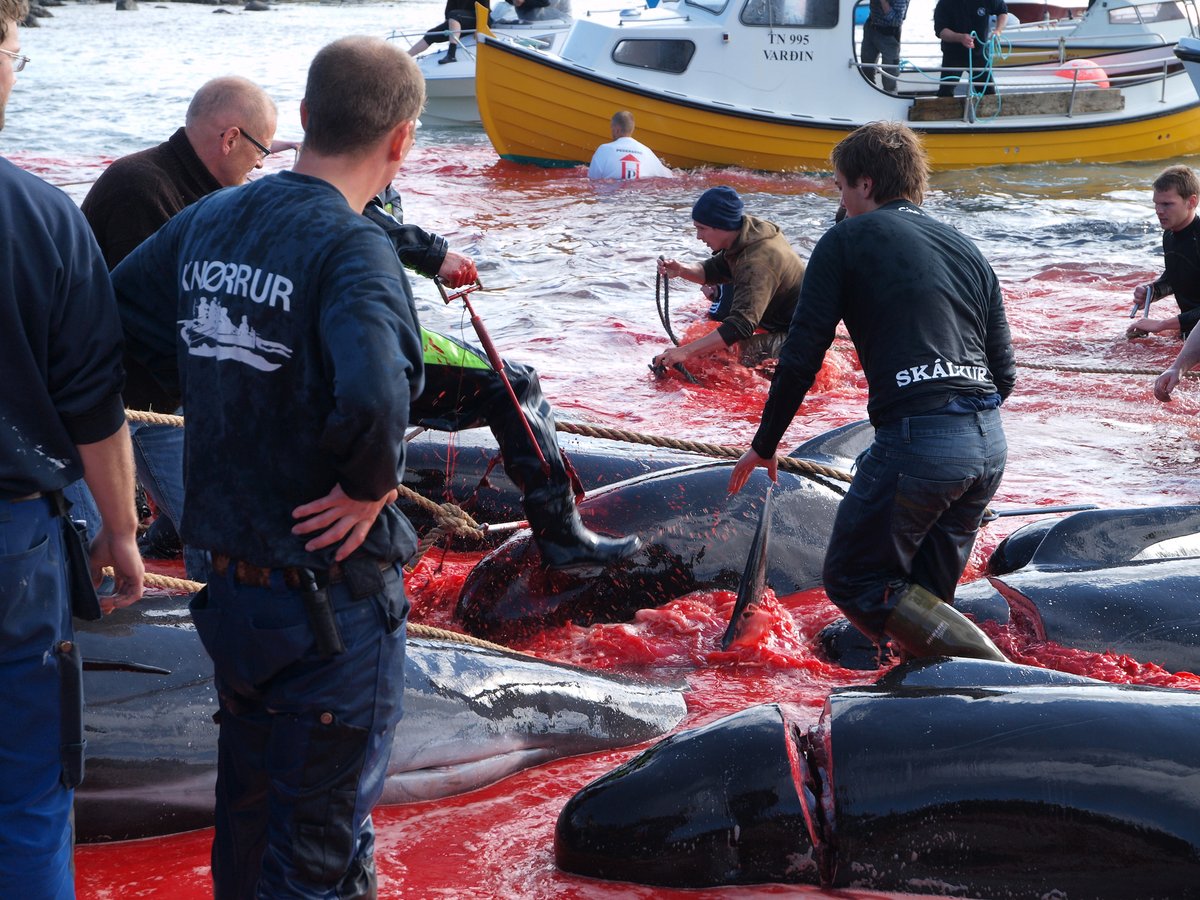 Seasaver's tweet photo. Another #Grind has taken place today (July 6th) in Hvalvík, #faroeislands

This is the second #Grindadrap in 2 days! The 5th of 2024.

50 pilot whales (estimated) were in the pod driven ashore to await their cruel and sadistic slaughter.

📷: Kasper Solberg - Grind at Tórshavn https://t.co/hKHqFqY1vZ