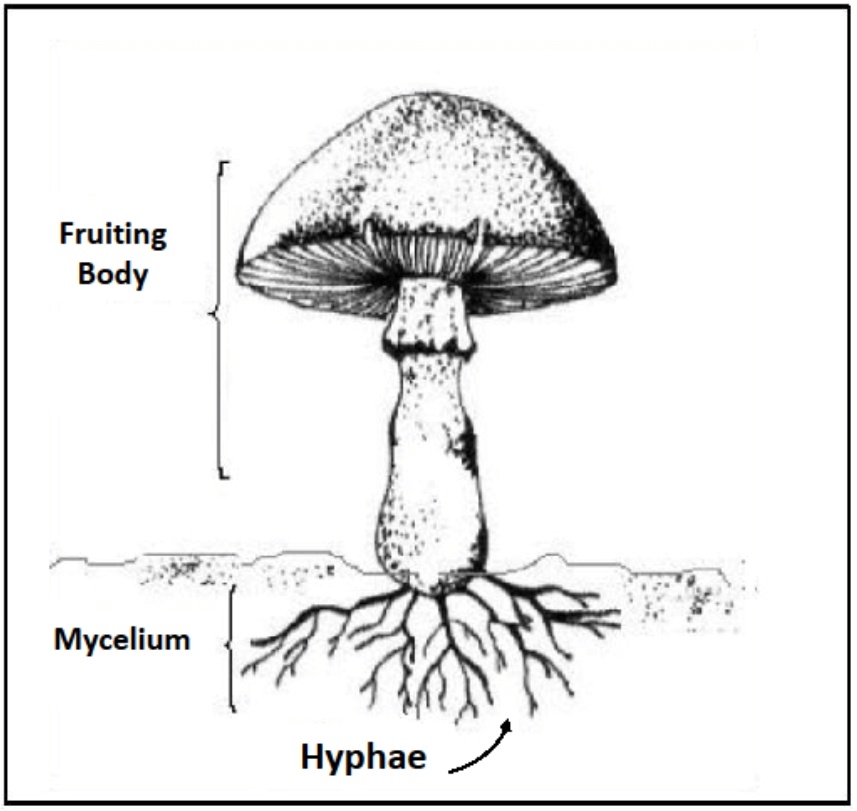 I did a vulnerable thing. Part 1 : theological exploration of Exodus 3. Part 2: personal story about the cult of evangelical Alberta. Part 3: mushrooms, fungi, reality

Please be kind! I am you.

nikaylareize.substack.com/p/encountering…