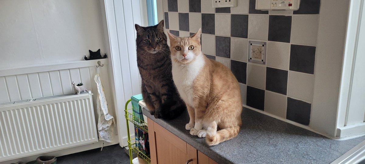 Catbell74's tweet photo. Happy Caturday Today we are focusing on synchronized bathing & looking cute for our cat treats #Caturday #happpycaturday #cutecats #CatsofTwittter @PickliciousF @Number10cat @TreasuryMog @TheStourbridge @SusanCalman @CatsProtection #innerleithen #scottishborders #faolin #ashsig https://t.co/PNq24OjNcH