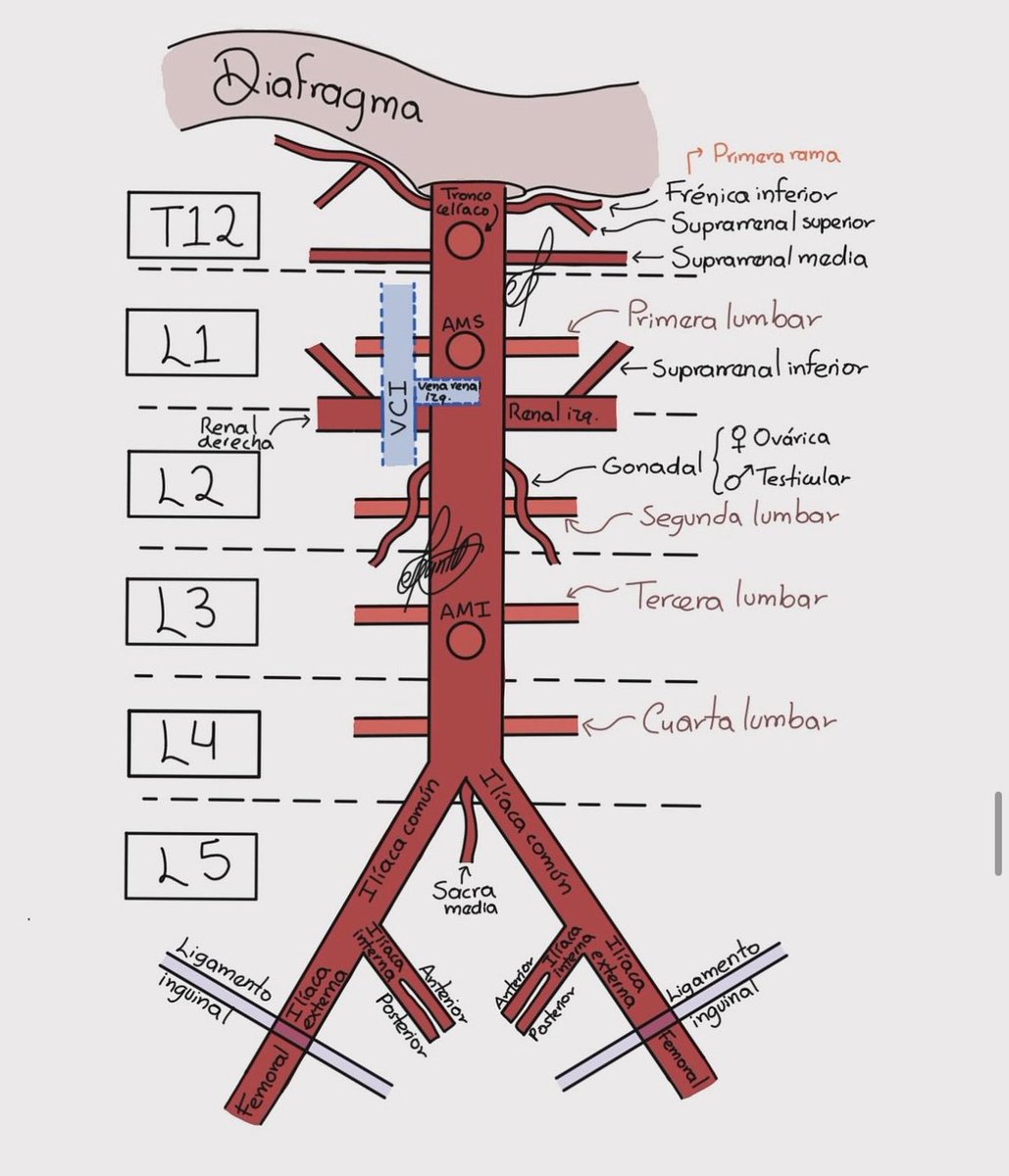 drteoa's tweet photo. Sistema arterial y Venoso https://t.co/kA1gioHIVF