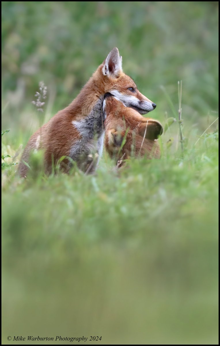 Mike Warburton (@_mikewarburton) on Twitter photo Vixen and cub playing in the meadow. #Wales #wildlife #nature #Fox #RedFox #BreconBeacons <a href="/CanonUKandIE/">Canon UK and Ireland</a> <a href="/BBCSpringwatch/">BBC Springwatch</a> <a href="/BBCEarth/">BBC Earth</a> <a href="/WTWales/">Wildlife Trusts Wales</a> <a href="/BannauB/">Bannau Brycheiniog (Brecon Beacons) National Park</a> <a href="/NatGeoPhotos/">Nat Geo Photography</a> #wildlifephotography #mammal #predator #vulpesvulpes #canid <a href="/WildlifeTrusts/">The Wildlife Trusts</a> #FoxOfTheDay Vixen and cub playing in the meadow. #Wales #wildlife #nature #Fox #RedFox #BreconBeacons <a href="/CanonUKandIE/">Canon UK and Ireland</a> <a href="/BBCSpringwatch/">BBC Springwatch</a> <a href="/BBCEarth/">BBC Earth</a> <a href="/WTWales/">Wildlife Trusts Wales</a> <a href="/BannauB/">Bannau Brycheiniog (Brecon Beacons) National Park</a> <a href="/NatGeoPhotos/">Nat Geo Photography</a> #wildlifephotography #mammal #predator #vulpesvulpes #canid <a href="/WildlifeTrusts/">The Wildlife Trusts</a> #FoxOfTheDay