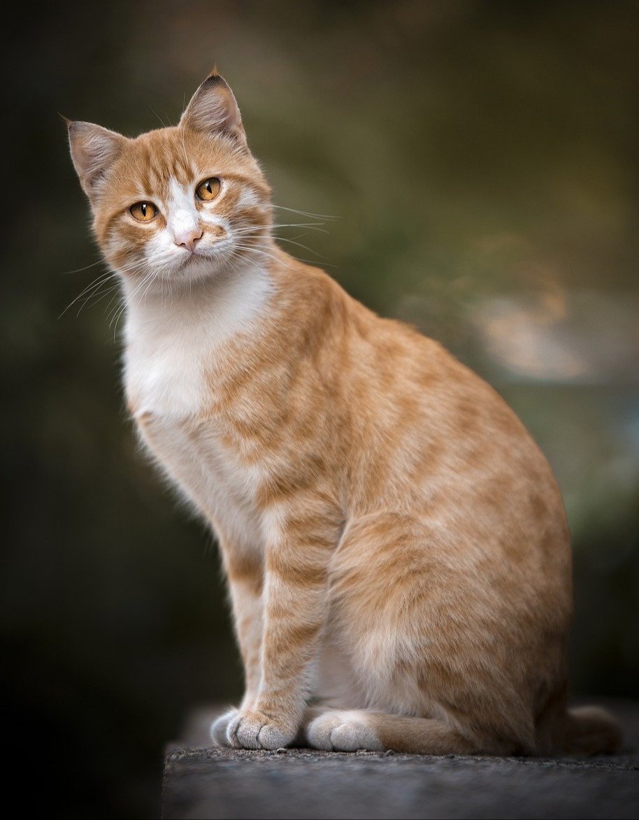 🧡💜🧡

#Caturday
#CatsAreFamily
#CatsLovers 
📸: IvoKirov.