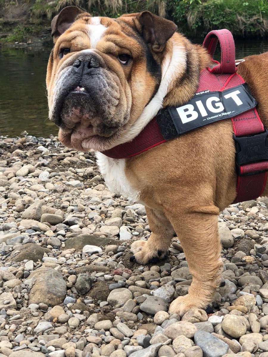 AKCHercules's tweet photo. @kiddlebulldog I will miss @T_heseltine17 and my Snow Cat. #RIPTyrone #dogs #dog #bulldogs #frenchie #love #SaturdayVibes https://t.co/RX0sdimd4o