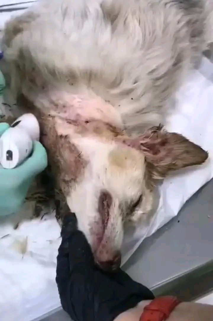 Update 🆘
We haven't raised any funds for Reva's treatment 

Reka has melanoma this is a  dangerous type of skin cancer 

Reva has been submitted to the vet 

We are here to request your contribution for Reva's treatment please 

PLEASE DONATE NOW TO OUR DONORBOX LINK IN BIO 🆘🚨