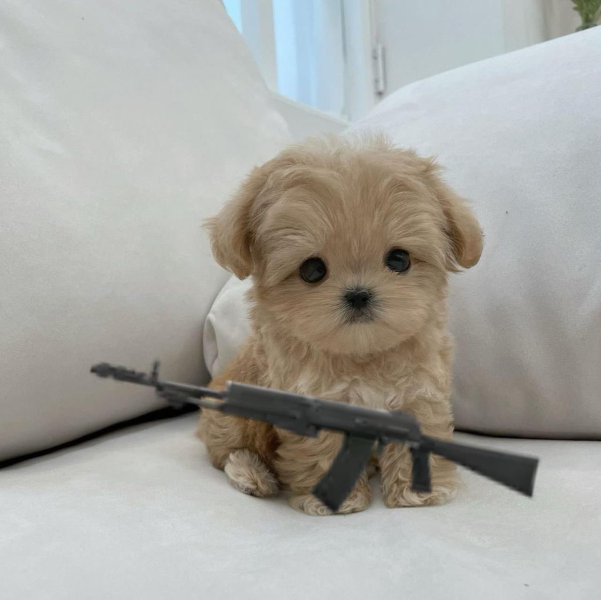MollyCTOSol's tweet photo. But also don’t mess with $Molly. https://t.co/uWNOoofX8f