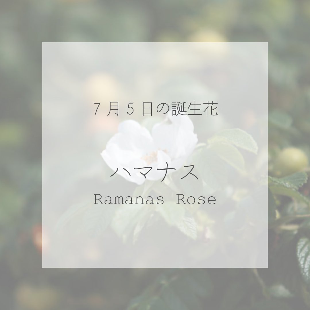 itismizu's tweet photo. 7月5日の誕生花は
ハマナス　(英： Ramanas rose)

花言葉は「美しいかなしみ」、「あなたの魅力にひかれます」など

良い香りがあり、ピンク色や白色、優雅な花。
咲くと1日で散ってしまい、開花期間が1日ほどと短命ですが、日々新しい花を咲かせる姿が魅力です。

#dayday花project #花言葉シリーズ https://t.co/NEdWUhFOI0