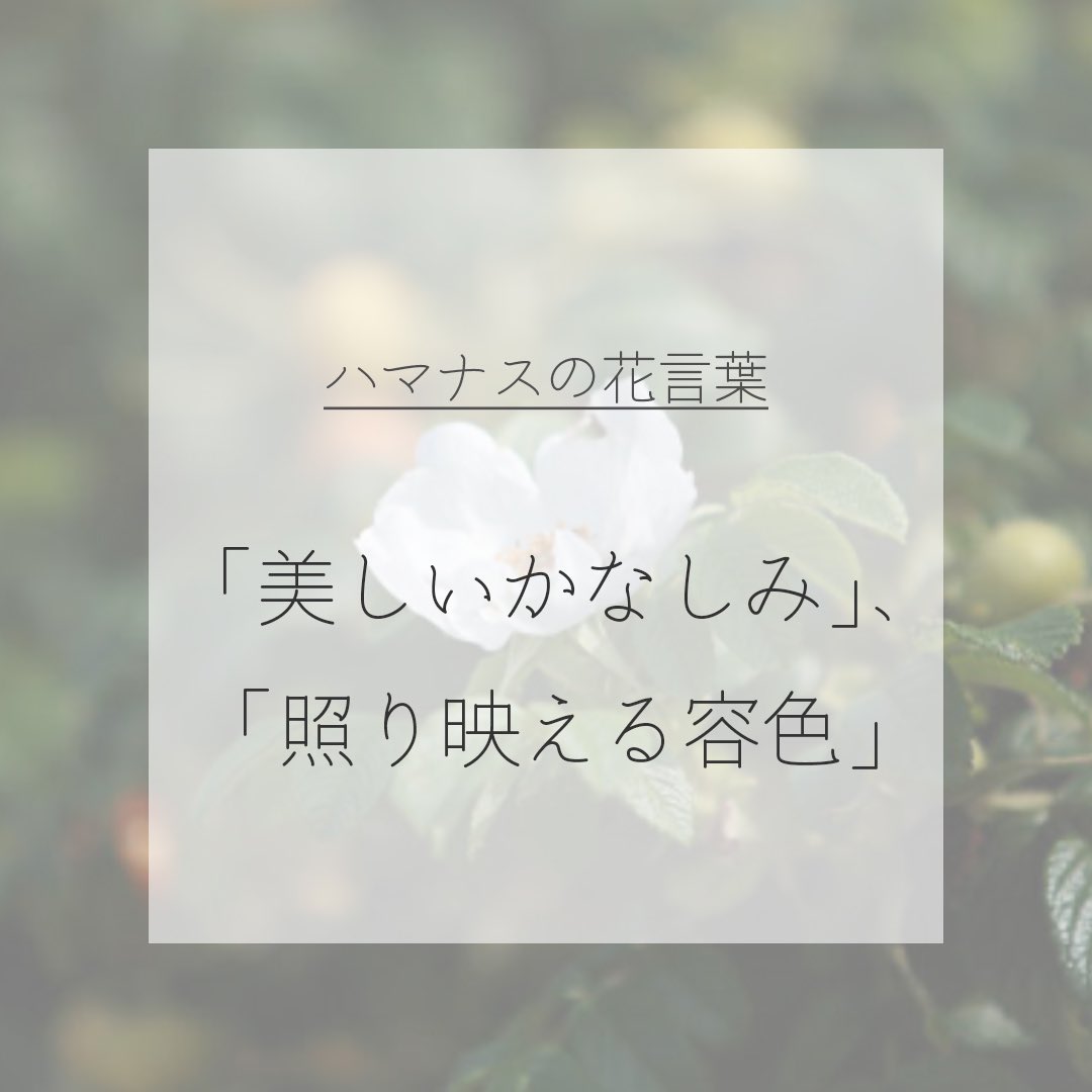 itismizu's tweet photo. 7月5日の誕生花は
ハマナス　(英： Ramanas rose)

花言葉は「美しいかなしみ」、「あなたの魅力にひかれます」など

良い香りがあり、ピンク色や白色、優雅な花。
咲くと1日で散ってしまい、開花期間が1日ほどと短命ですが、日々新しい花を咲かせる姿が魅力です。

#dayday花project #花言葉シリーズ https://t.co/NEdWUhFOI0