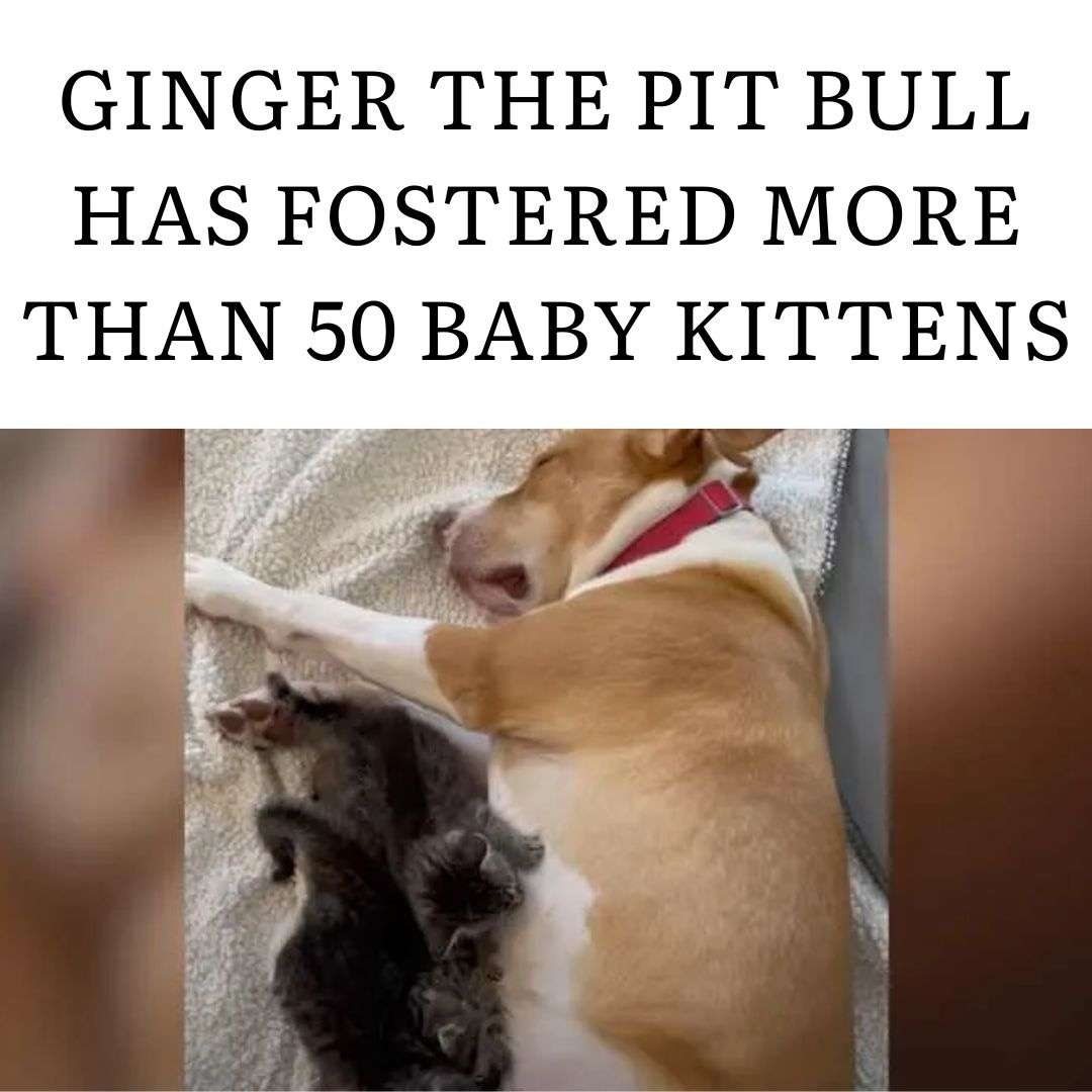 Mind of a Mutt (@MuttDillon2000) / Posts / X