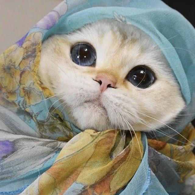 Qitty tweet media