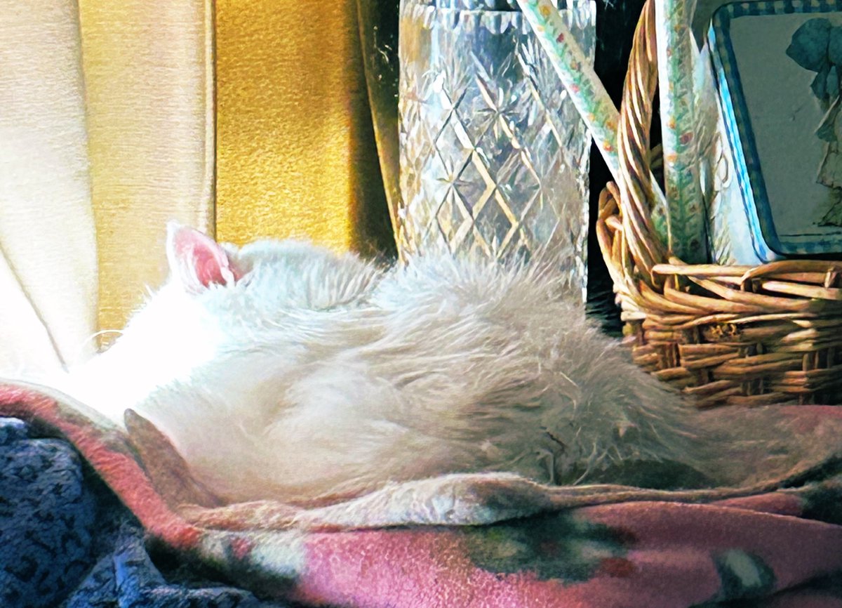 kittyLuvsHorror's tweet photo. #HappyCaturday from fluffy Angel. I see a little pink ear.🥰🥰 https://t.co/lWYq8H5oSH