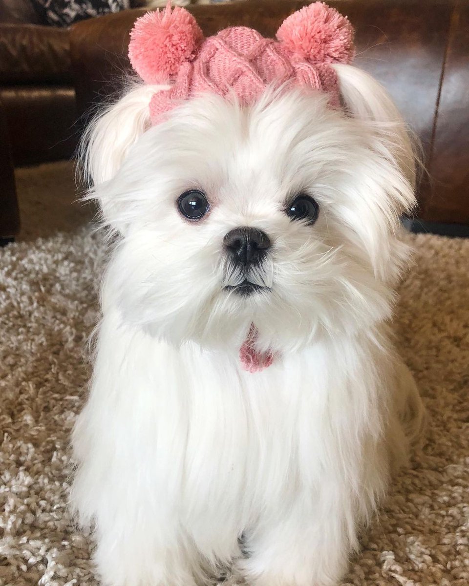 $coco wif hat