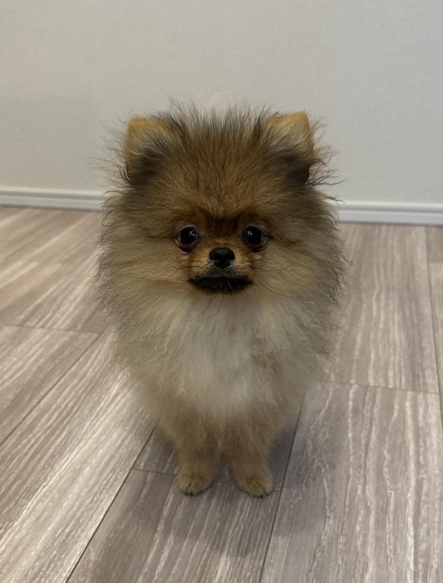 mirumo__pon's tweet photo. 全国のポメ飼いさんへ

私は猿期ポメを見て悶えるのが趣味です。
みなさんの伝説猿期ポメを見せていただけないでしょうか。

うちのはこれ https://t.co/lc7Oim7cUy
