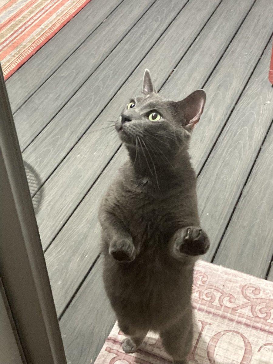 JPeggyjo's tweet image. #PetsForBiden Charlie’s here