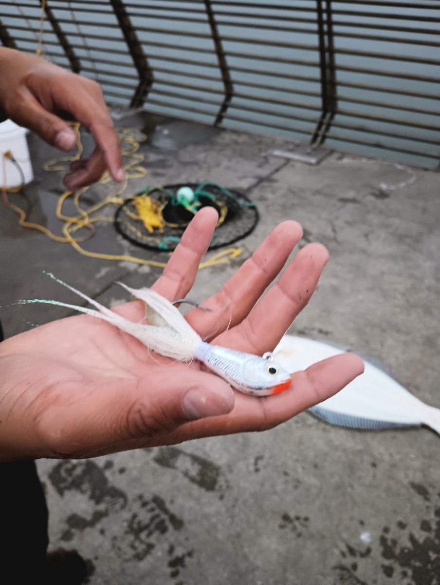 FloresKingmack's tweet photo. ⚡🐟 "Halibut"
Awesome Catch that you would think was at the Pensacola Beach Pier, Okaloosa Island Pier etc. not San Francisco well it's literally across the Street from one of the Wealthiest Parts of America the Financial District Mind Blowing.
#sanfrancisco
#fishing
#Pier14 https://t.co/O2NQklKND6