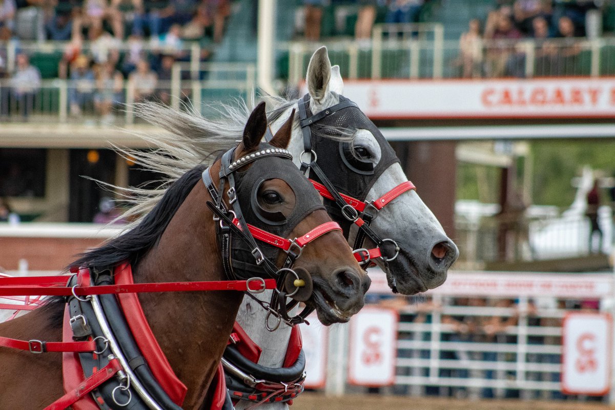 Who's ready to see these beautiful thoroughbreds run tonight⁉️

The first horn blows just after 8pm tonight! Will you be watching? 🐎🤩

#CSChuckwagons #Chuckwagons2024 #CalgaryStampede #2024CowboysRangelandDerby