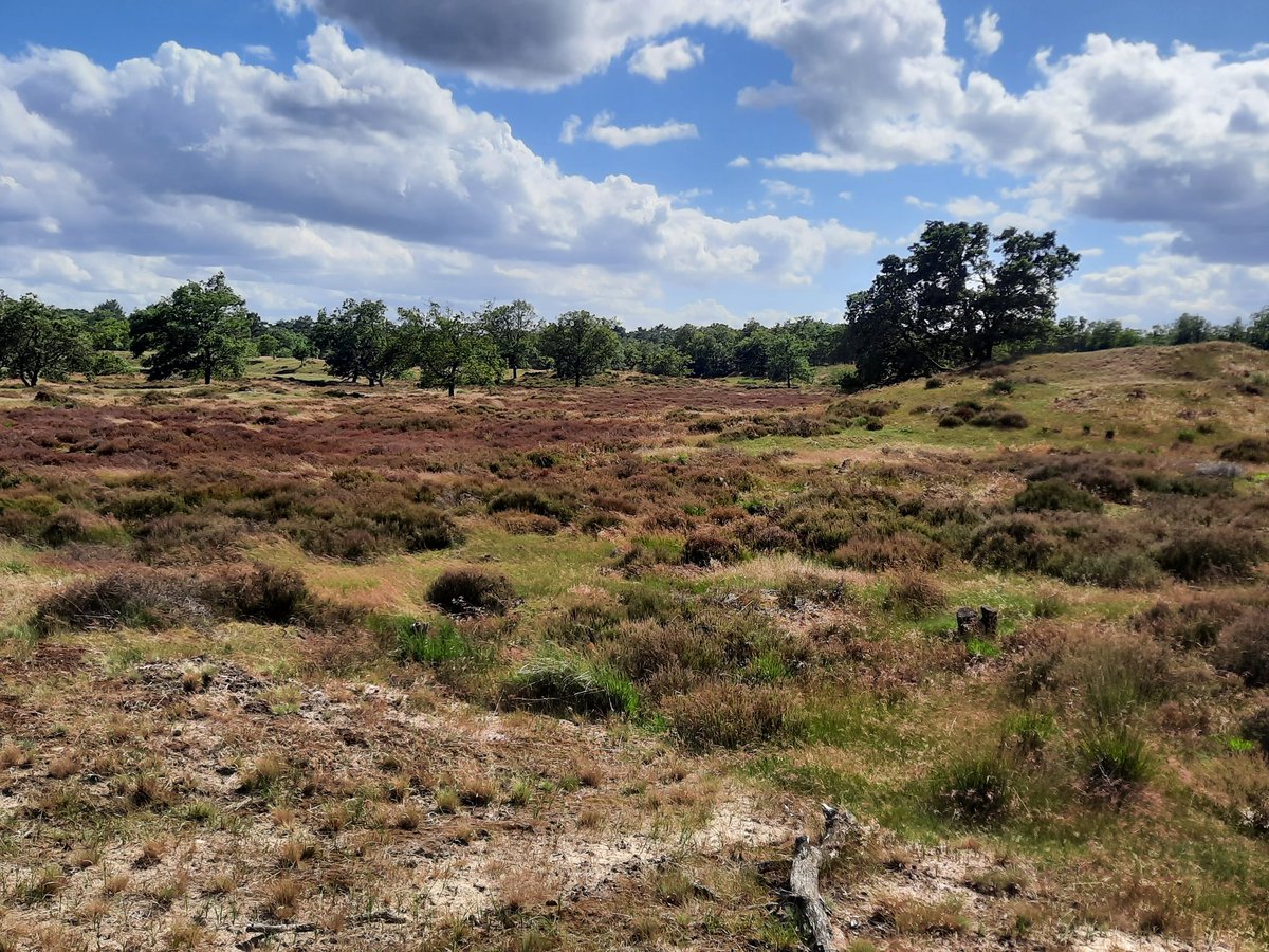daryllann1's tweet photo. Altijd fijn in de #loonseendrunenseduinen https://t.co/OoYgLDKraq