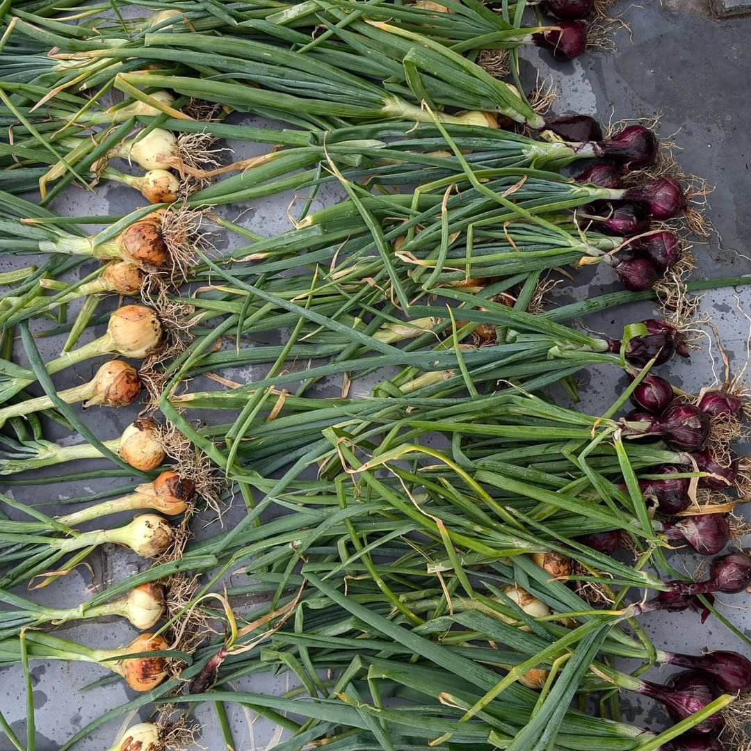 d_akkers's tweet photo. Harvesting hunderds of yellow an red onions and a lot of broadbeans from the rooftop. On the #DakAkker #rooftopfarm on an officebuilding downtown Rotterdam. 📷: @LydiaVanDeursen 🌱. https://t.co/9SIOGMbHzp