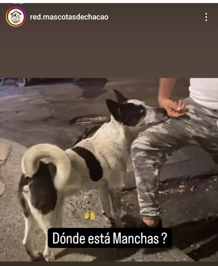 marmeza's tweet photo. Perrito desaparecido del Farmatodo de La Carlota. ¿Dónde está Manchas? https://t.co/tpOFcAIvE7