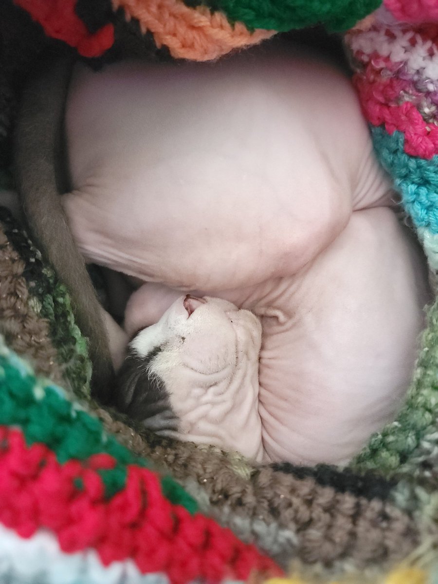 MarcellaProkop's tweet photo. He looks embryonic in the womb of woven blanket. https://t.co/1qrQ9s4L7k
