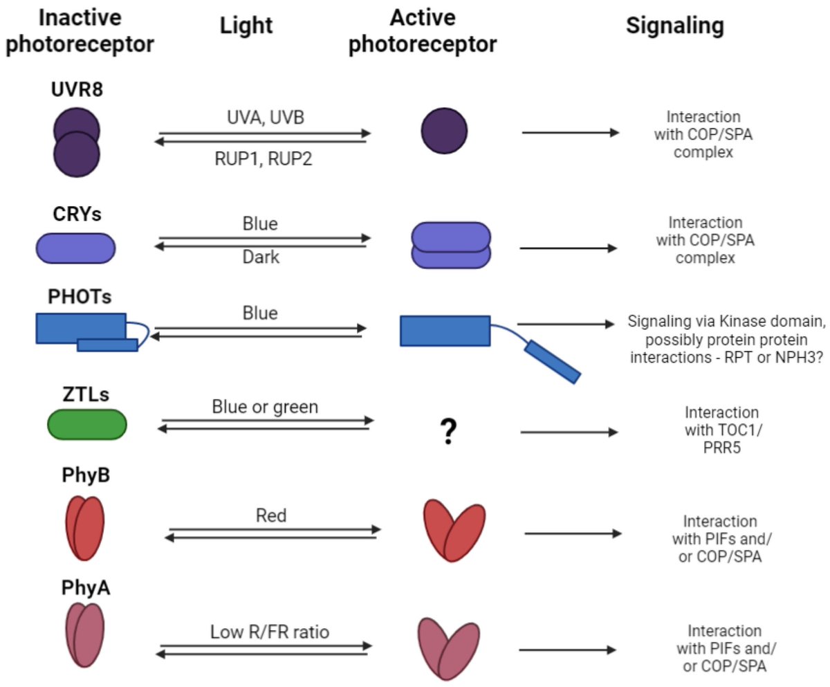 DNA&RNA Universe 𝕏 (@dna_rna_uni) on Twitter photo Nice new review by Adriana Volná et al. (July 2024) 🌈🌱 <a href="/Ostravska_Uni/">Ostravská univerzita</a>
Bridging the Gap: From Photoperception to the Transcription Control of Genes Related to the Production of Phenolic Compounds
mdpi.com/1422-0067/25/1…
#plants #science #molecules #genes #photoreceptor Nice new review by Adriana Volná et al. (July 2024) 🌈🌱 <a href="/Ostravska_Uni/">Ostravská univerzita</a>
Bridging the Gap: From Photoperception to the Transcription Control of Genes Related to the Production of Phenolic Compounds
mdpi.com/1422-0067/25/1…
#plants #science #molecules #genes #photoreceptor