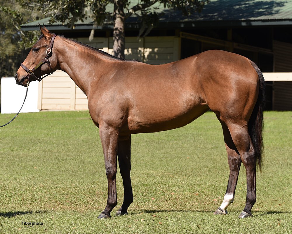 Top Line Sales (@toplinetbs) on Twitter photo One of our favorite fillies we had this year just won easily first time out <a href="/EllisParkRacing/">Ellis Park Racing & Gaming</a>. Rich City Girl by City of Light. Sold <a href="/OBSSales/">OBSSales</a> March! Congratulations to her connections. 🔥 🐎 <a href="/LanesEndFarms/">Lane's End</a> #Cityoflight One of our favorite fillies we had this year just won easily first time out <a href="/EllisParkRacing/">Ellis Park Racing & Gaming</a>. Rich City Girl by City of Light. Sold <a href="/OBSSales/">OBSSales</a> March! Congratulations to her connections. 🔥 🐎 <a href="/LanesEndFarms/">Lane's End</a> #Cityoflight