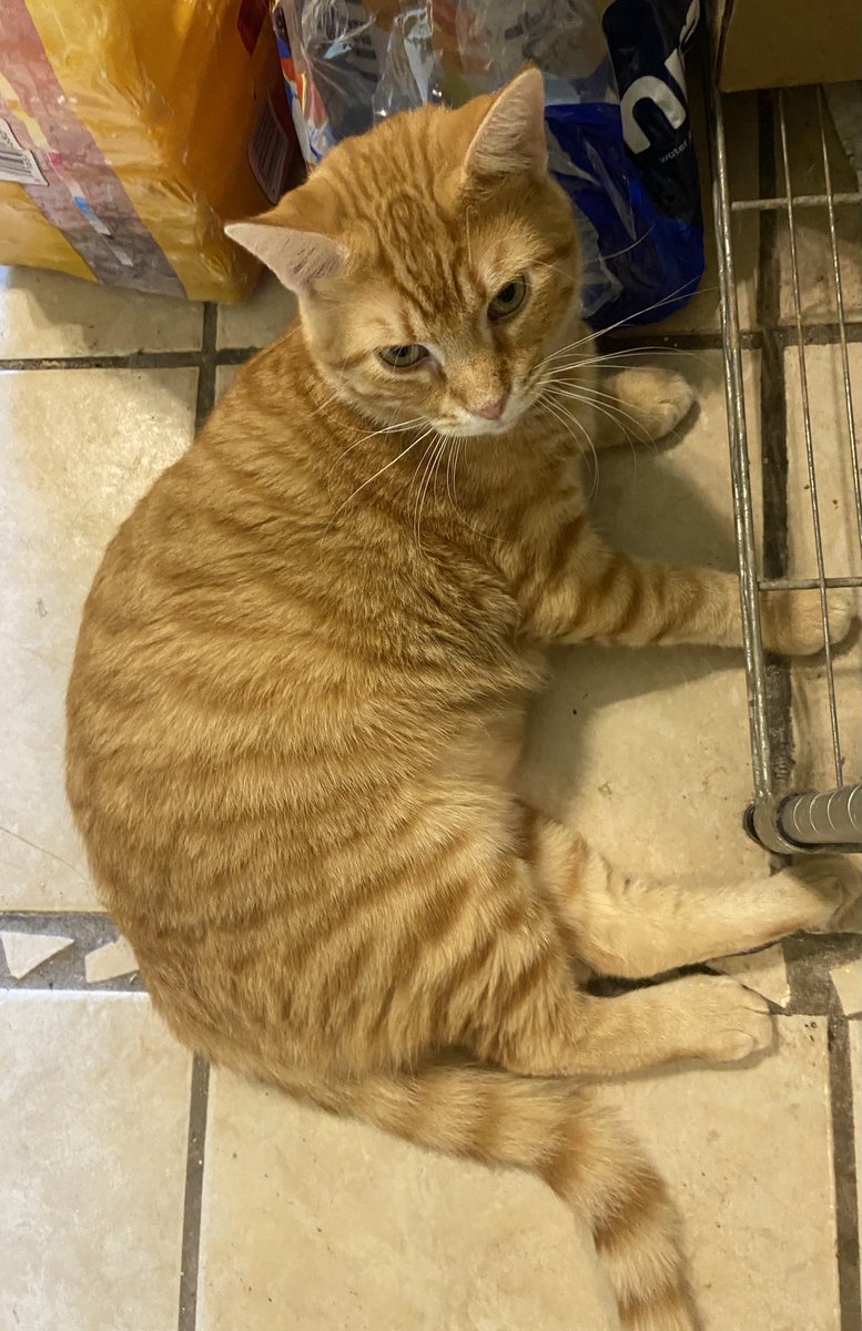 Baby Ralph in one of his spots