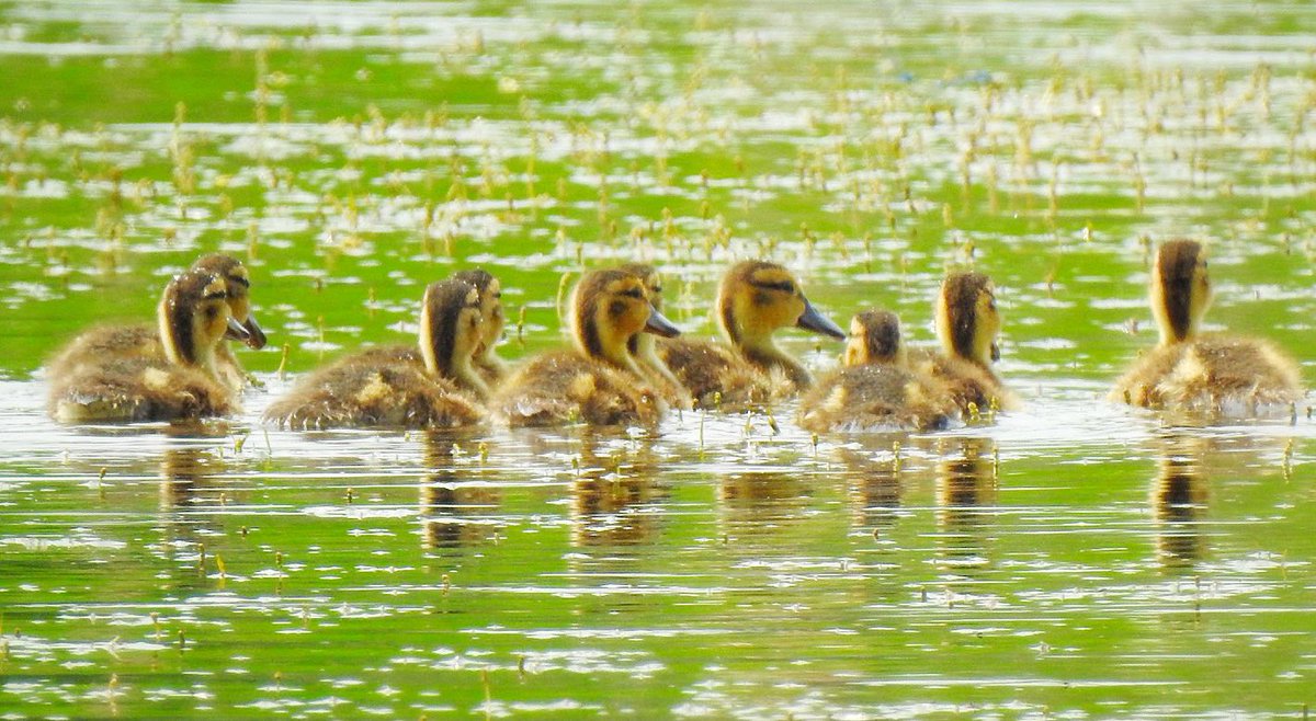 KevinHurrie's tweet photo. Fuzzy Duckling Cooling Off With A Swim.
.
#clearlake #ridingmountainnationalpark #wasagaming #ducklingsofinstagram #duckling #ducks #duck #bird #wildlife #nature #outdoors #birdphotography #wildlifephotography #naturephotography #photo #photography #photograph #country #nikon https://t.co/CetEuz8UMw