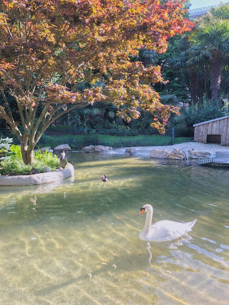 swan lake.