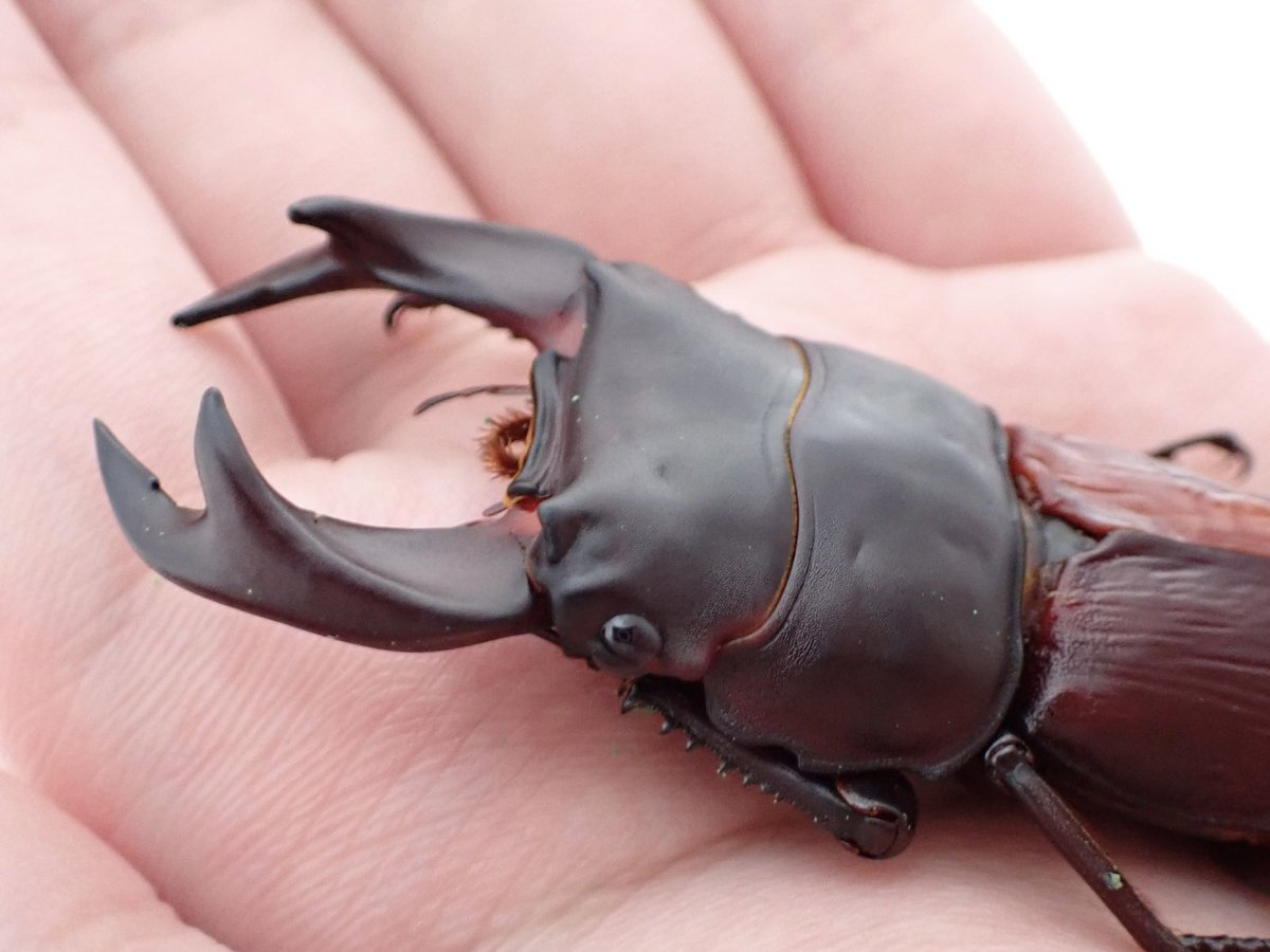 秘蔵X改めホプイYX
65.5mm
翅が残念だが、顎薄くて良い感じ