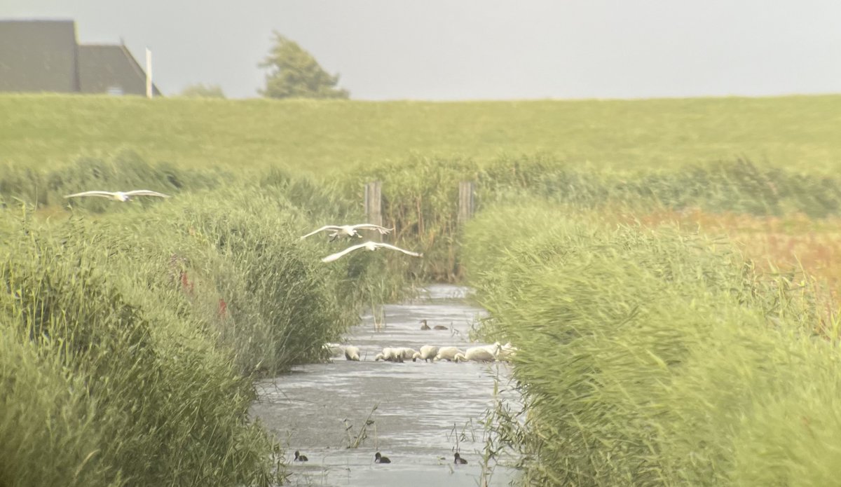 GlobalFlyway's tweet photo. Op de nog steeds ongemaaide #Workumerwaard @gemeenteswf foerageerden 25 #lepelaars in een mooie sloot die verder druk bezet was met (jonge eenden), meerkoeten, en grote en kleine zilverreiger. In de luwte van land en riet lekker uit de wind van 1e zomerstorm. @ItFryskeGea https://t.co/qaF1KbYnYG